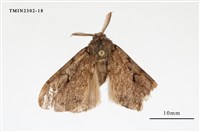 藏品(L紋灰舞毒蛾)的圖片